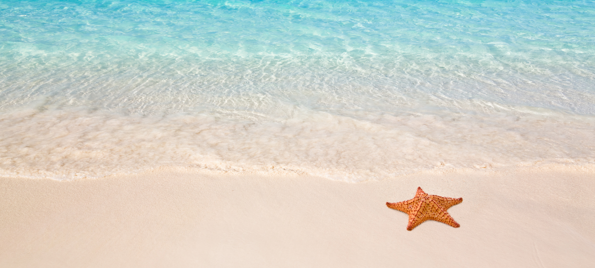 Protected Startup Survivor Client Portal The Forge Mcmaster University