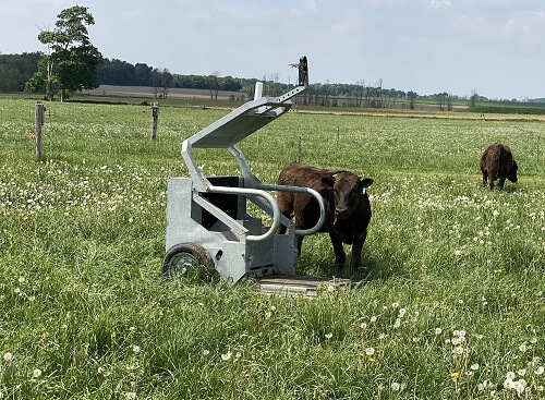 Pictured: StrongBó automatic animal weighing device.